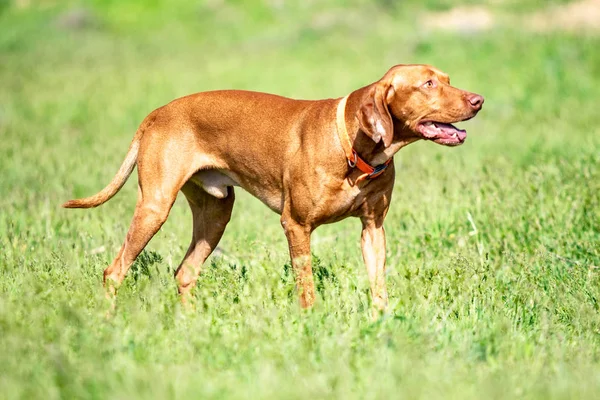 Jakten Röd Hund Kör Ett Grönt Gräs Sommar Grön Äng — Stockfoto