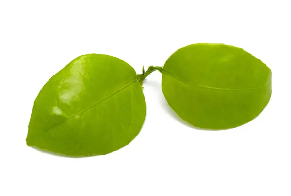 Zielony Liść Izolowany Białym Tle — Zdjęcie stockowe