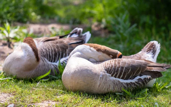 Ganso Gris Primer Plano Hierba Verde Pájaro Naturaleza Ganso Gris —  Fotos de Stock