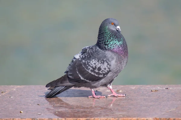 Wildes Graublau Großaufnahme Sitzend Auf Verschwommenem Hintergrund — Stockfoto