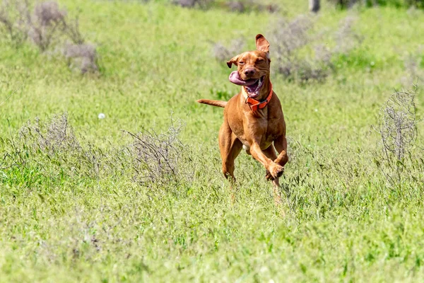 Cão Vermelho Caça Corre Uma Grama Verde Prado Verde Verão — Fotografia de Stock