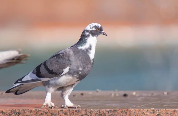 Wildes Graublau Großaufnahme Sitzend Auf Verschwommenem Hintergrund — Stockfoto