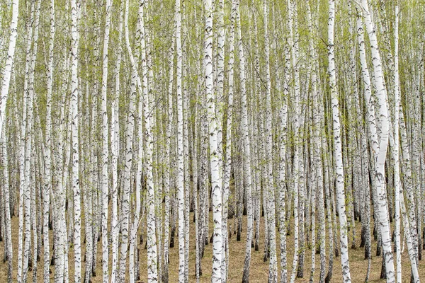 Witte Berken Bomen Bos Achtergrond Lente — Stockfoto