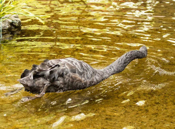 Černá Labuť Plave Vodě Letní Rybník — Stock fotografie