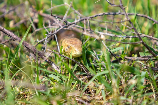 Cabeza Una Serpiente Color Amarillo Hierba Verde — Foto de Stock