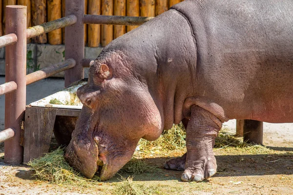 Portrait Hippopotame Mangeant Herbe — Photo