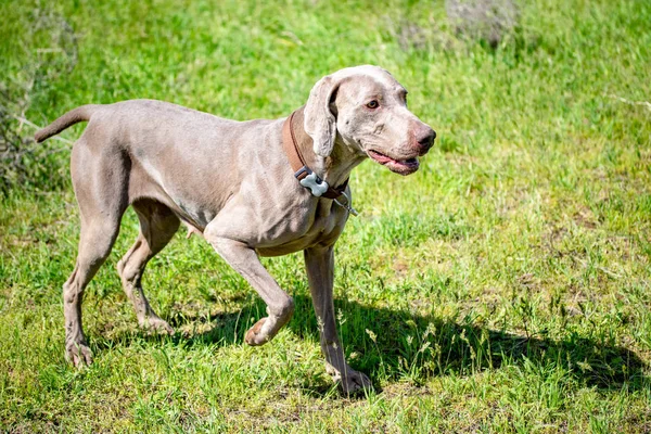 Hond Jagen Natuurgroen Veld Zomer — Stockfoto