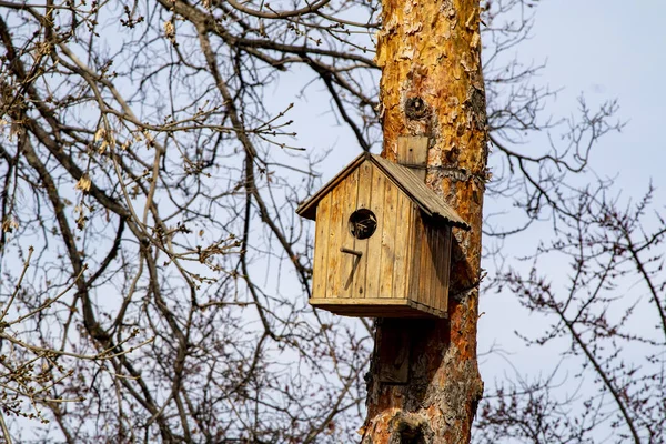 Casa Pájaros Madera Árbol Primer Plano Primavera — Foto de Stock