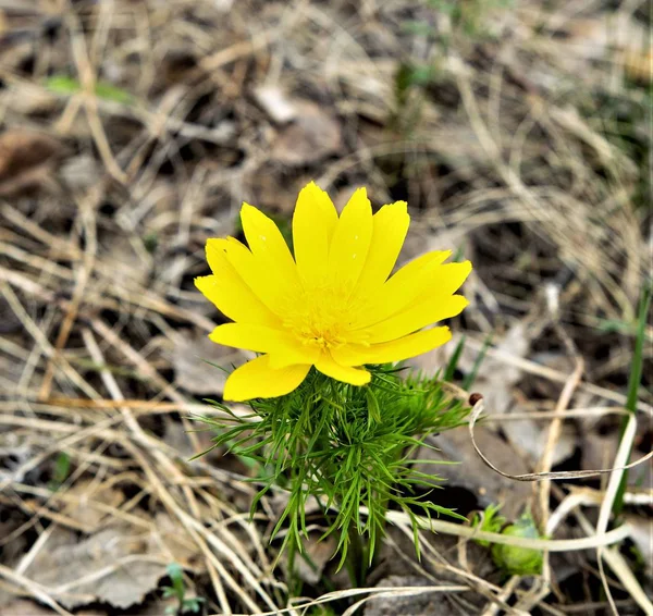 Gelbe Blütenfrühling Adonis Ist Eine Pflanzengattung Aus Der Familie Der — Stockfoto