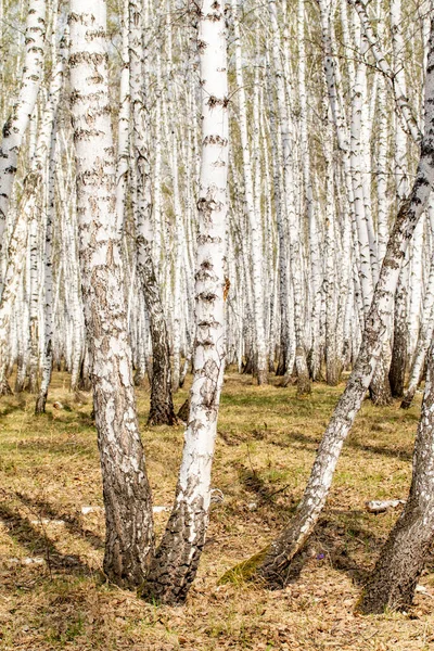 Nyírfa Erdei Kora Tavasszal Táj Erdő Terület — Stock Fotó
