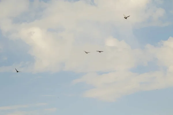 Pigeons Fly Blue Sky — Stock Photo, Image