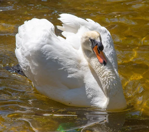 White Swan Swims Water Summer Pond — Stock Photo, Image