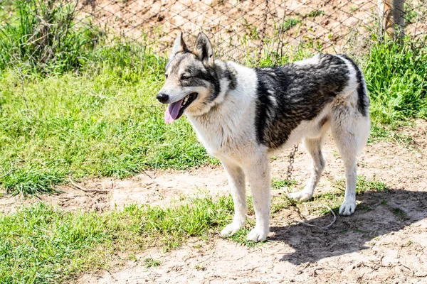 Köpek Avcılık Doğa Yeşil Alan Yaz — Stok fotoğraf