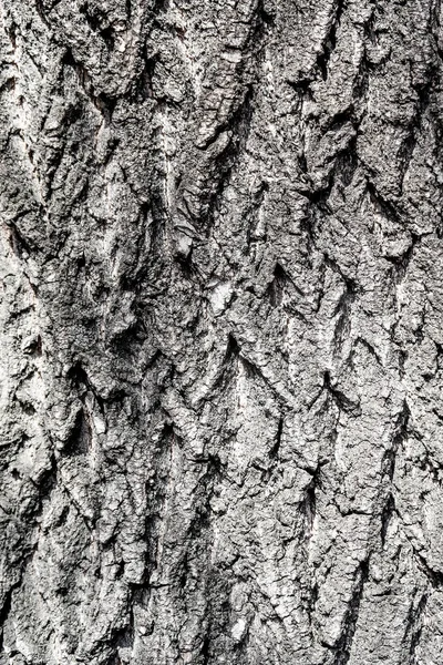 Tekstura Drewnianego Tła Kory Drzewa — Zdjęcie stockowe