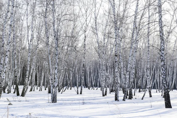 Birch Les Zimní Krajina — Stock fotografie