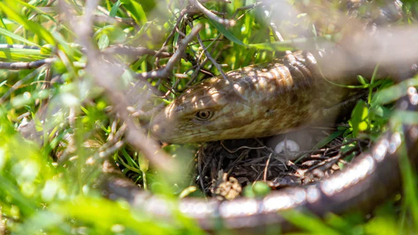 Cabeça Uma Cobra Amarela Grama Verde — Fotografia de Stock