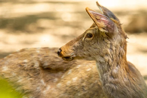 Cervo Dalla Coda Bianca Odocoileus Virginianus Femmina Natura Estiva Ritratto — Foto Stock