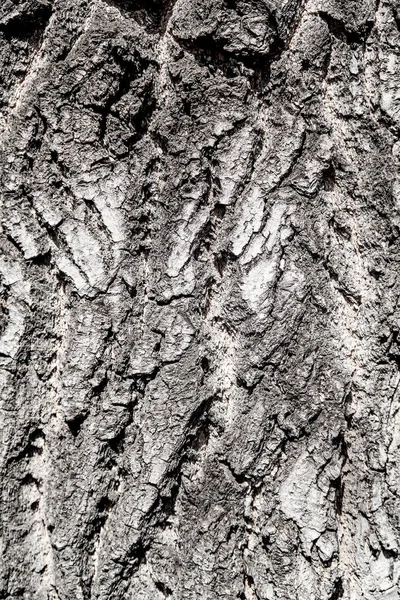 树皮木背景的纹理 — 图库照片