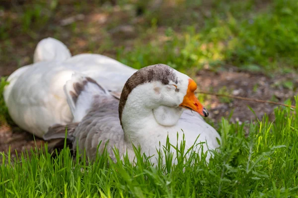 Gęś Szary Zbliżenie Zielonej Trawie Natura Ptak Szary Gęś — Zdjęcie stockowe