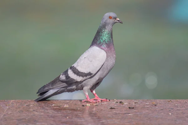 ぼやけた背景の上に座って 野生の灰色の青は クローズアップ — ストック写真