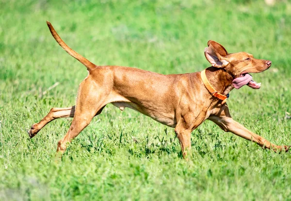 Perro Rojo Caza Corre Sobre Una Hierba Verde Verano Prado — Foto de Stock