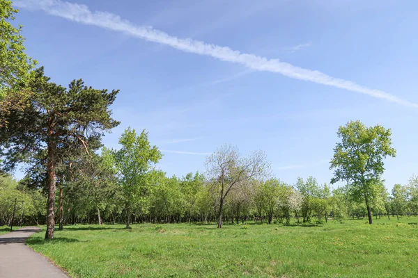 Landschaft Grüne Grasbäume Blauer Himmel — Stockfoto