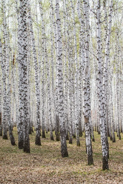 Vidoeiro Árvores Floresta Grama Início Primavera Paisagem Floresta Área — Fotografia de Stock