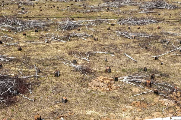 Cortar Bosque Abedules Tocón Árbol Campo Idilio Destrucción Ecología Naturaleza —  Fotos de Stock