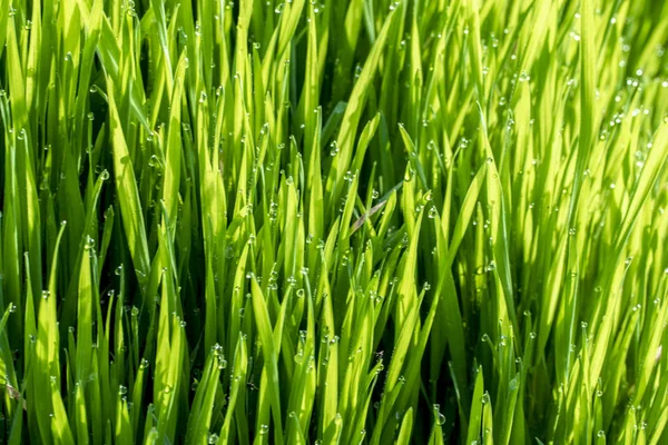 Hierba Verde Sol Fondo Bokeh Gotas Lluvia — Foto de Stock