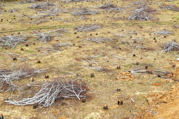 Cortar Bosque Abedules Tocón Árbol Campo Idilio Destrucción Ecología Naturaleza —  Fotos de Stock