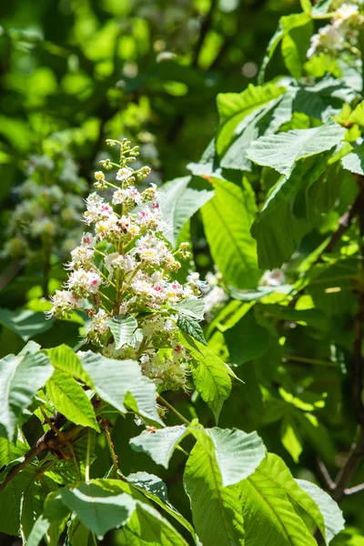 Цветы Белых Каштанов Зеленой Листвой — стоковое фото