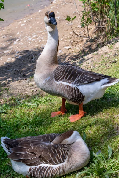 Goose Gray Close Green Grass Nature Bird Gray Goose — Stock Photo, Image