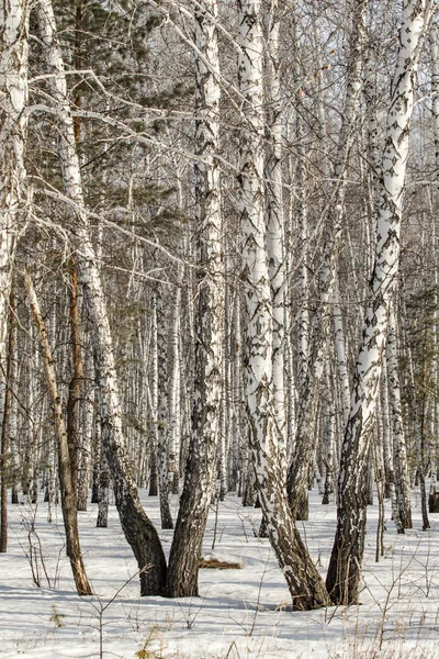 Vidoeiro Floresta Inverno Paisagem — Fotografia de Stock