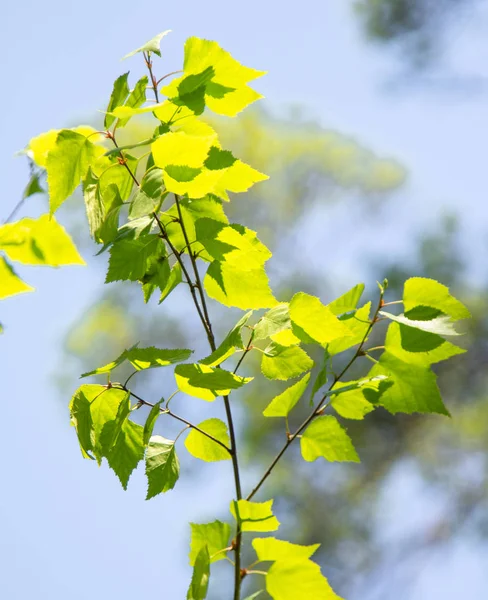 Zelený List Stromu Sluneční Erupcí Stromě Detailní Záběr — Stock fotografie