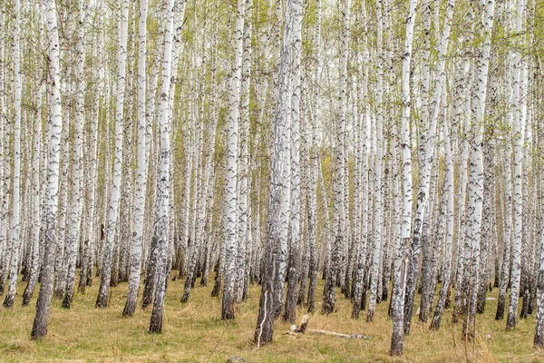 Huş ağaçları orman çim erken bahar orman alan.