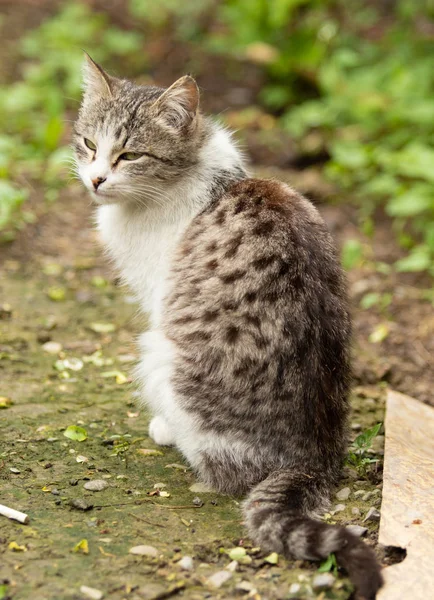 Chat Domestique Assis Sur Rue Été Gros Plan — Photo