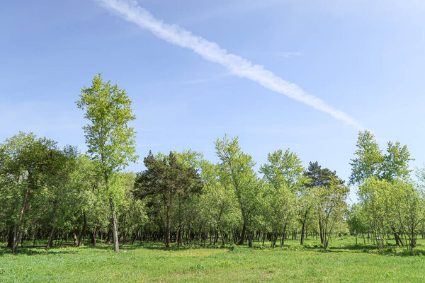 Landscape, green grass trees blue sky.