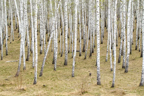 Berken Bomen Bos Gras Vroege Lente Landschap Bos Gebied — Stockfoto