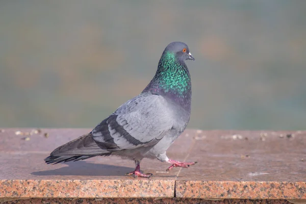 Gros Plan Bleu Gris Sauvage Assis Sur Fond Flou — Photo