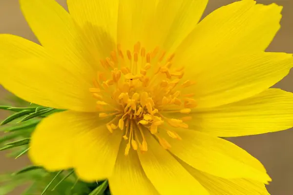 Gelbe Blütenfrühling Adonis Ist Eine Pflanzengattung Aus Der Familie Der — Stockfoto