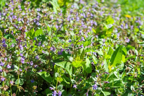 Fleurs Violettes Menthe Parfumée Dans Herbe Verte — Photo