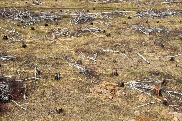 Cortar Bosque Abedules Tocón Árbol Campo Idilio Destrucción Ecología Naturaleza —  Fotos de Stock