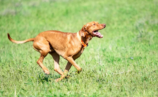 Cão Vermelho Caça Corre Uma Grama Verde Prado Verde Verão — Fotografia de Stock