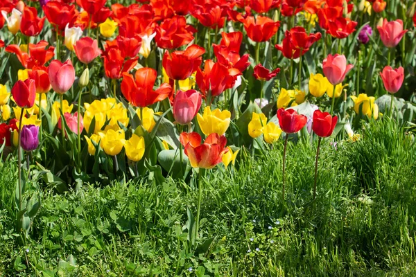Bright Tulip Bloemen Veld Natuur Rechtenvrije Stockfoto's