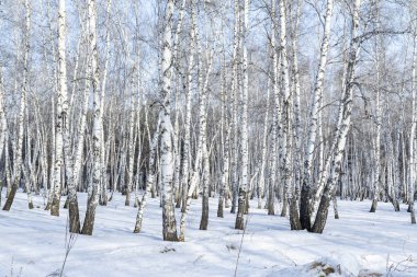 Huş ağacı orman kış manzarası.