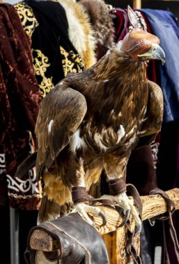 Kartal kuş şapkalı.