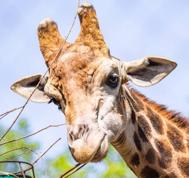 Gökyüzüne karşı bir zürafa Başkanı.