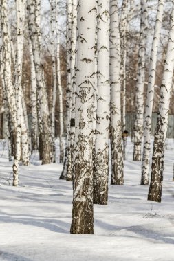 Huş ağacı orman kış manzarası.