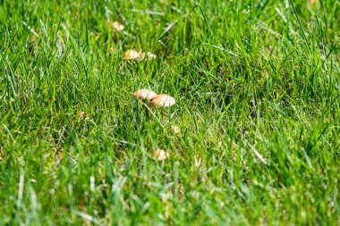 Yeşil çimenlerden mantar görünümü, bahar manzarası.