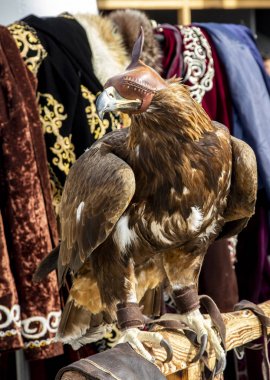 Kartal kuş şapkalı.